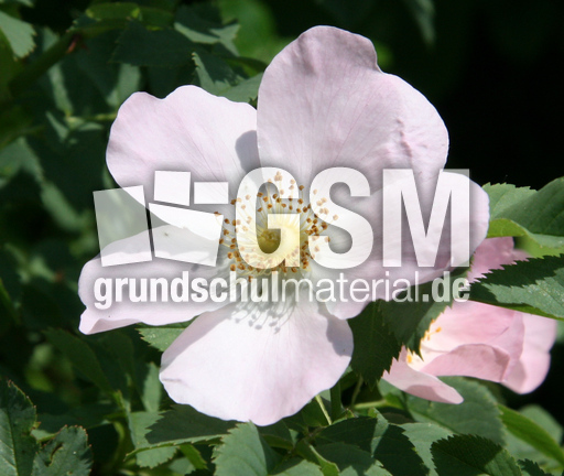 Heckenrose-082.jpg